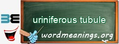 WordMeaning blackboard for uriniferous tubule